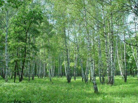 Берёзовый лес